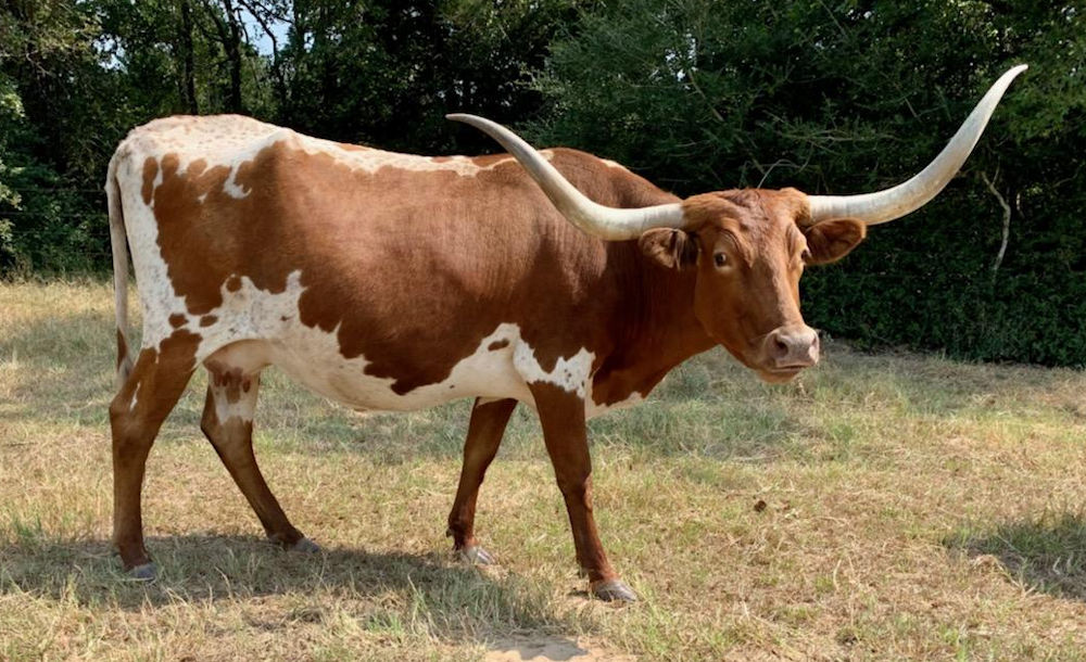 Texas Longhorn Brood Cow - T C Gazelle's A Star