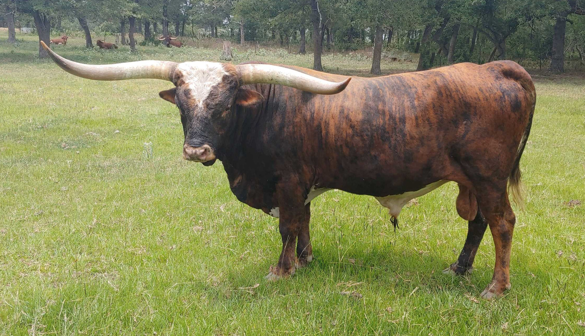 Texas Longhorn herd sire - T C Respected Rambo