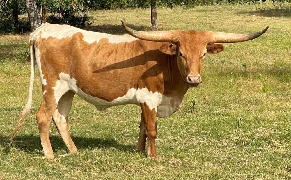Texas Longhorn heifer - TC Georgia On My Mind