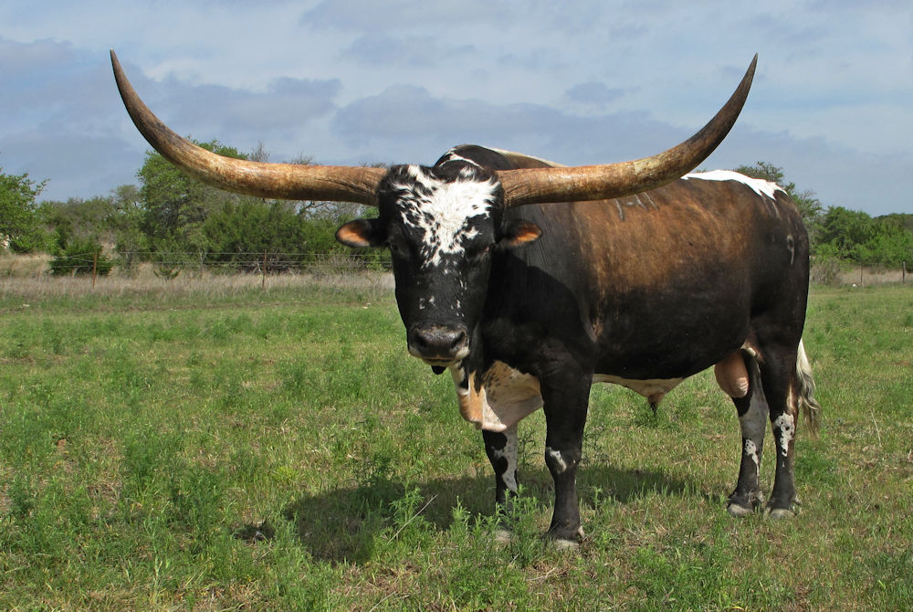 Texas Longhorn Herd sire - 7-11 Makin Magic