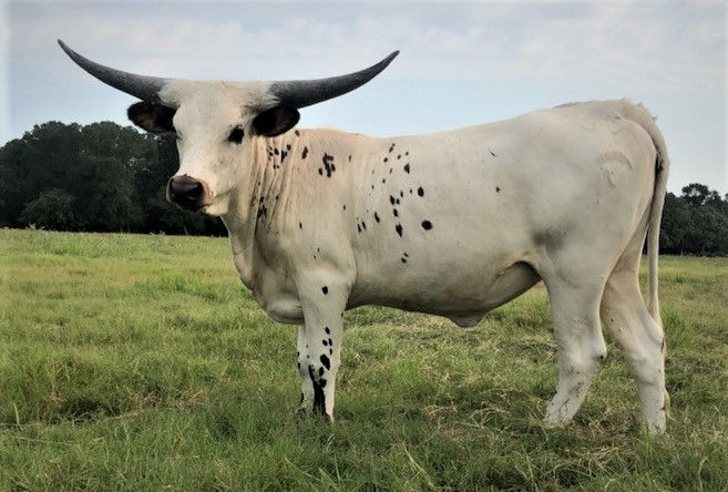 Texas Longhorn heifer - Battle Pearl RJM