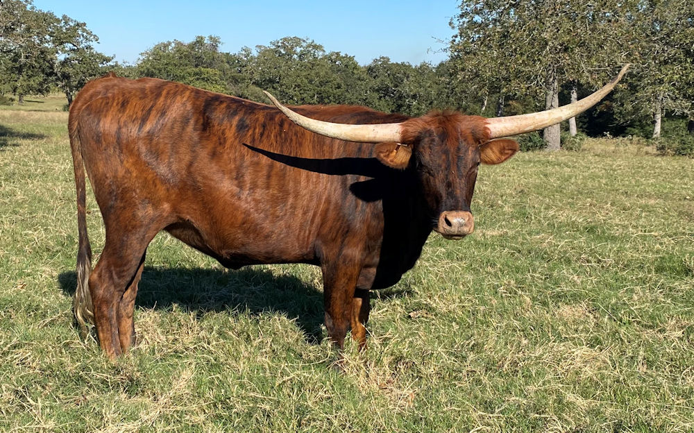 Texas Longhorn heifer - Darque Tigerlilly