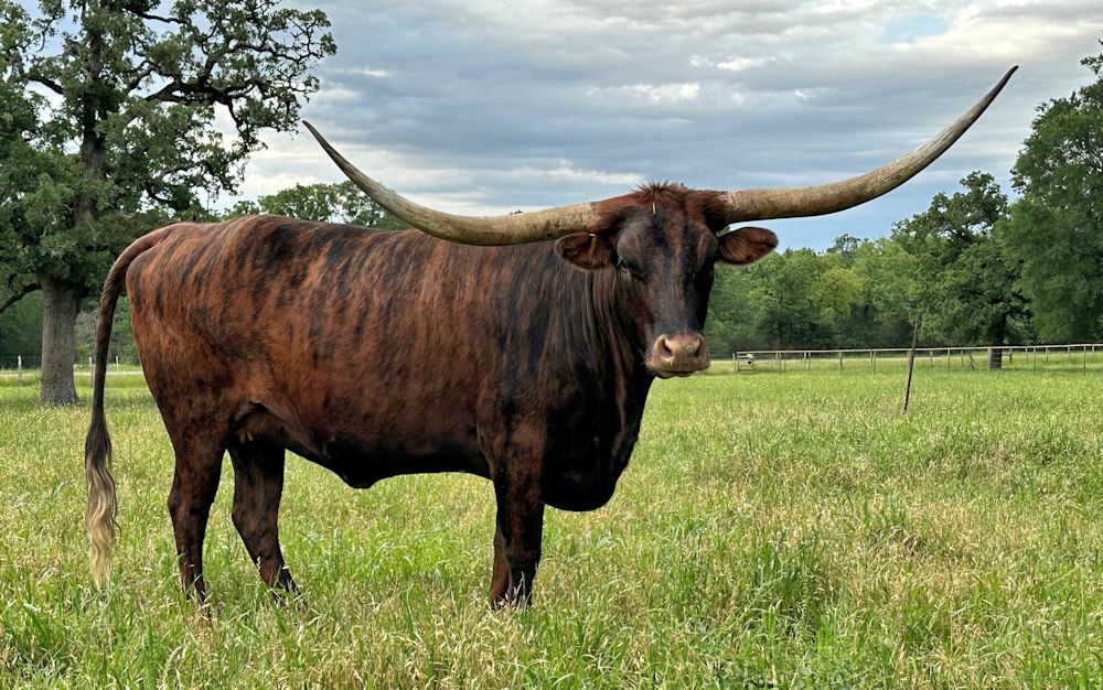 Texas Longhorn brood cow - Darque Tigerlilly