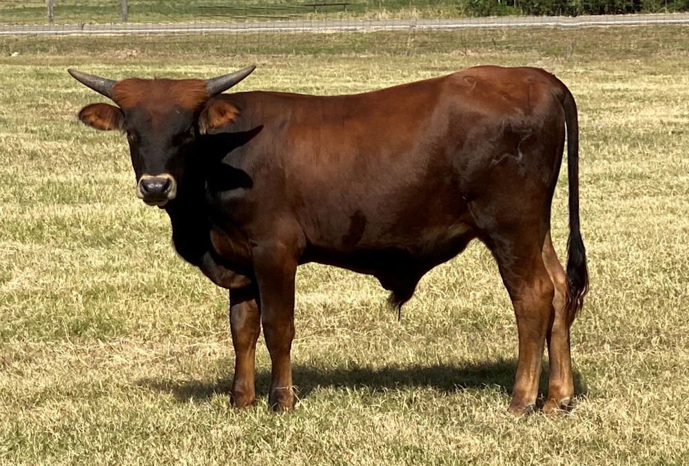 Texas Longhorn bull calf - Magic Brew