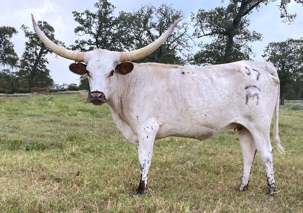 Texas Longhorn brood cow - Smoke'n Bluegrass RJM
