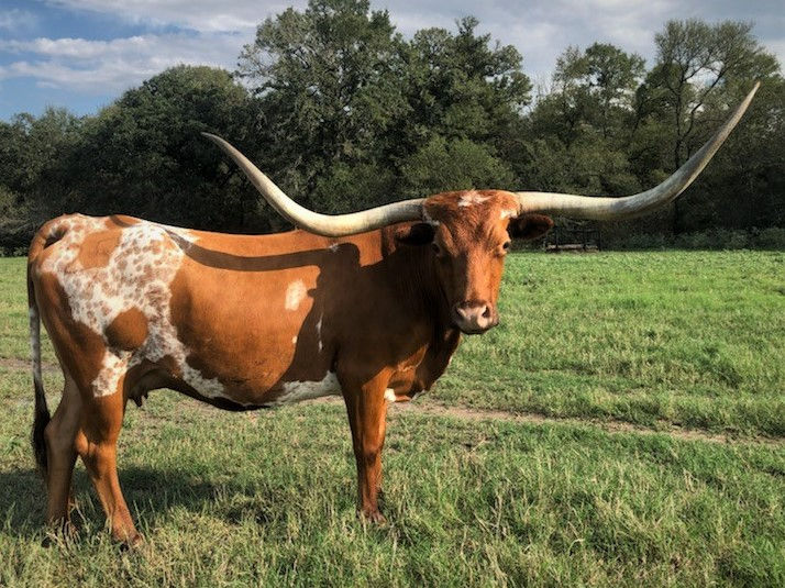 Texas Longhorn brood cow - Texana Back Talk