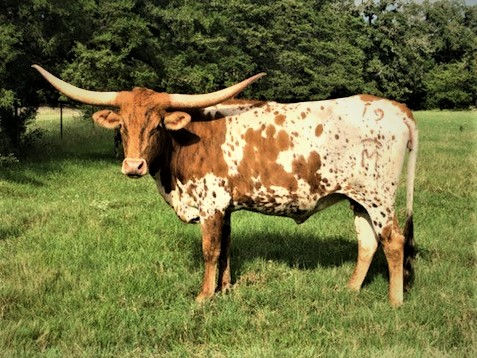 Texas Longhorn Brood cow - Tempting Star Design