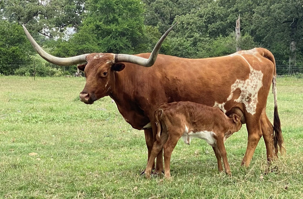 Texas Longhorn brood cow - Texana Back Talk