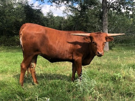 Texas Longhorn heifer -Texana Star RJM