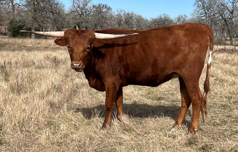 Texas Longhorn heifer -Texana Star RJM