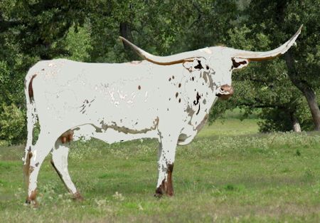 Texas Longhorn brood cow - No photo available
