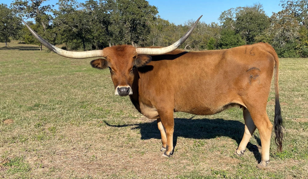 Texas Longhorn brood cow - Drag'N Droopy Diva