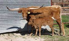 Texas Longhorn brood cow - RM More Tejas Droopy