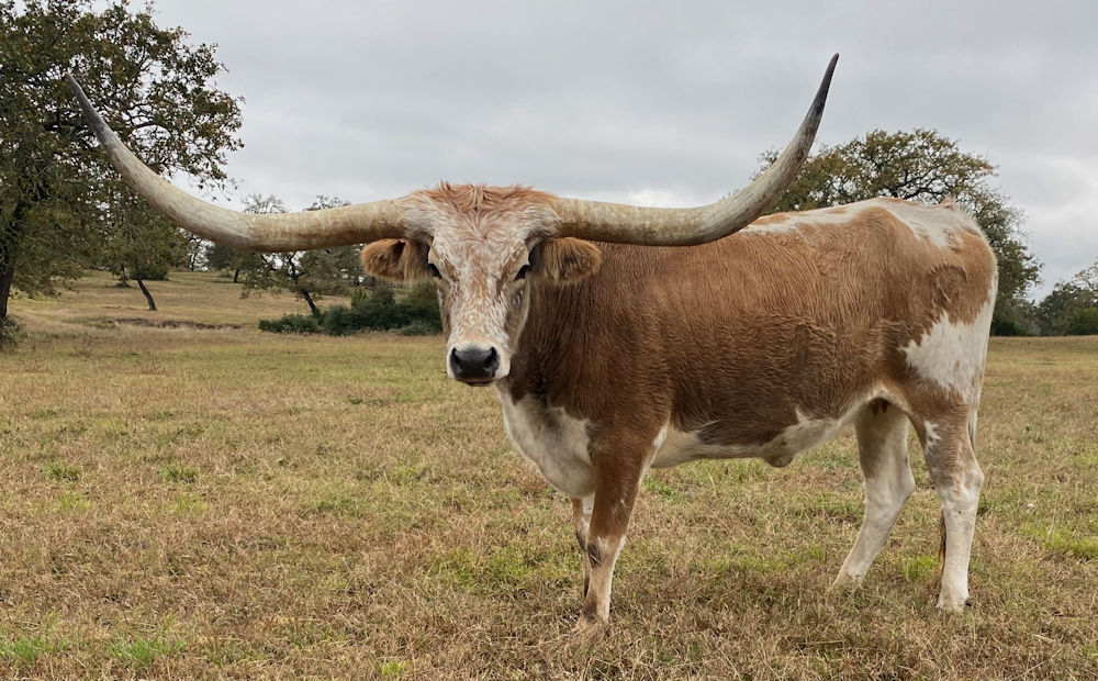 Texas Longhorn brood cow - Starbased Floosie