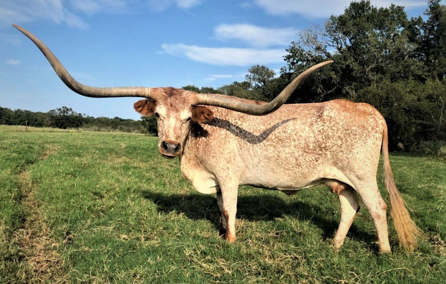 Texas Longhorn Brood Cow - Toosie