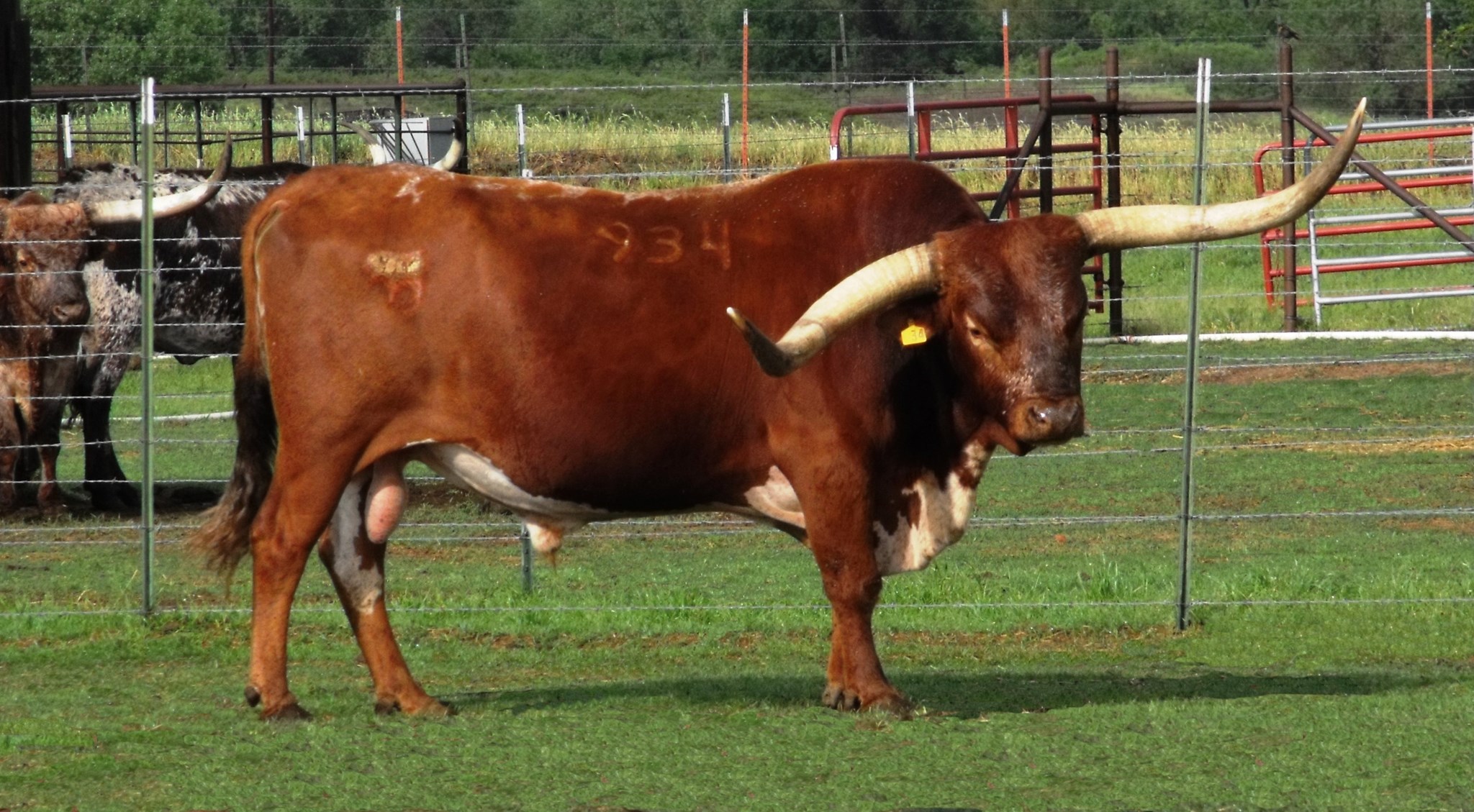 Texas Longhorn Herd Sire