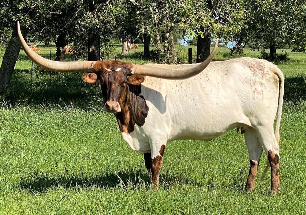 Texas Longhorn brood cow - Rev'd up Tiara Star