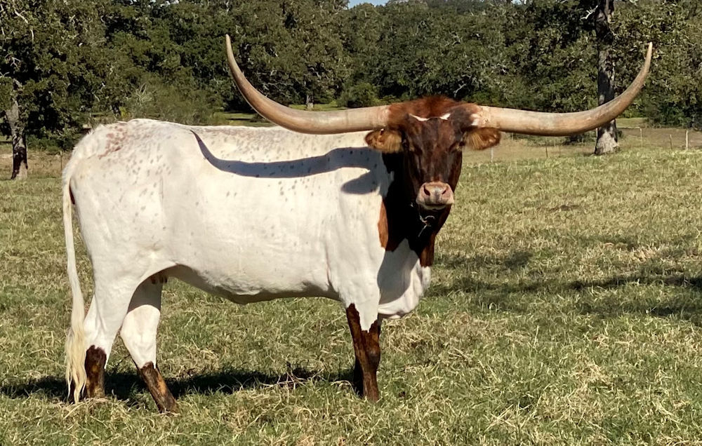 Texas Longhorn brood cow - Rev'd up Tiara Star