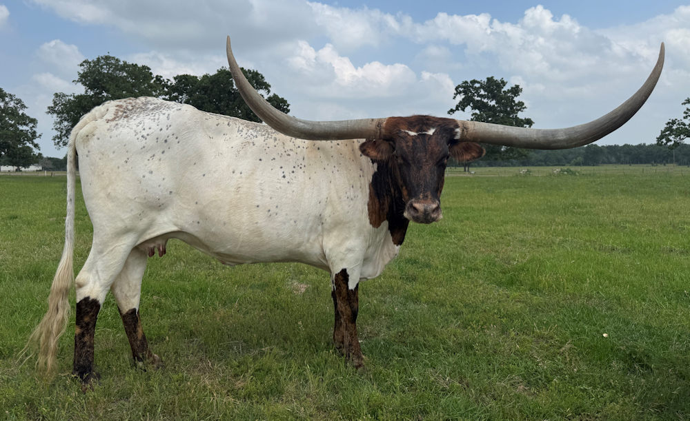 Texas Longhorn brood cow - Rev'd up Tiara Star