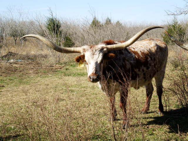 Texas Longhorn brood cow - Stephanie 177