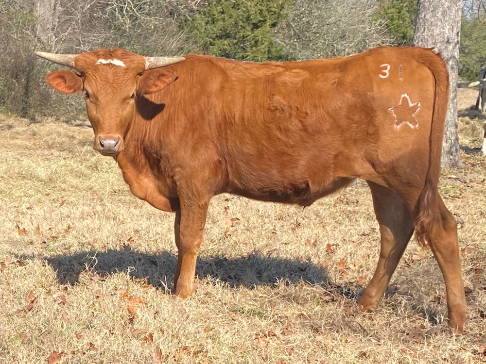 Texas Longhorn steer prospect - Country Man Star