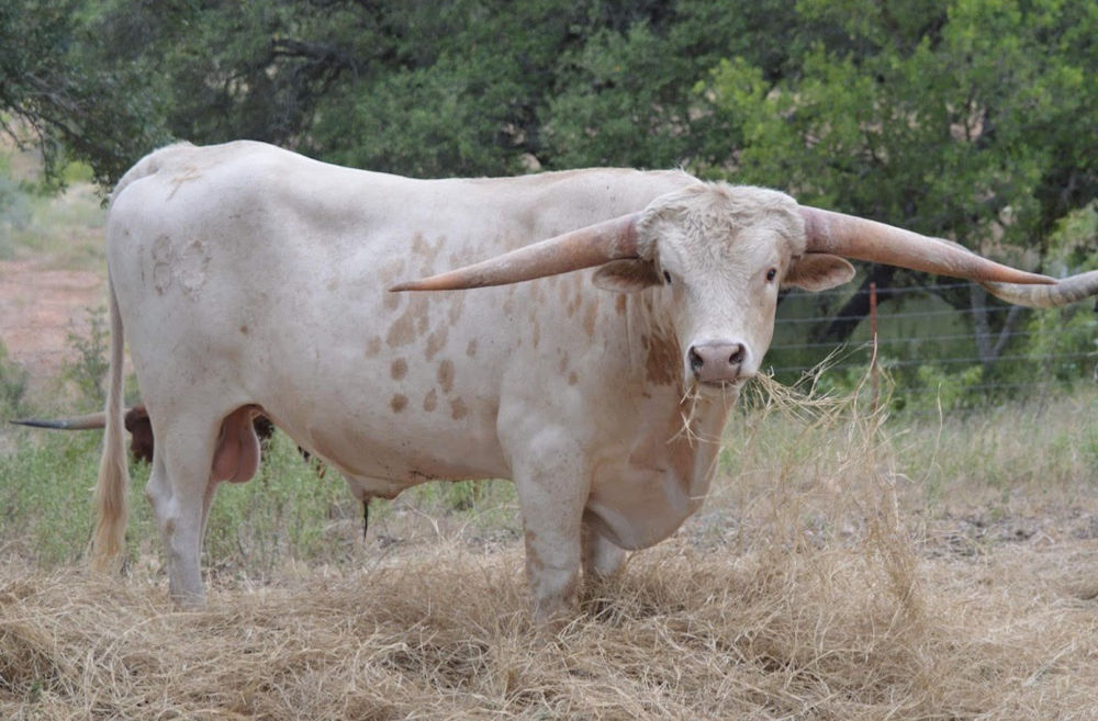 Texas Longhorn Herd Sire - FR Gold Rush
