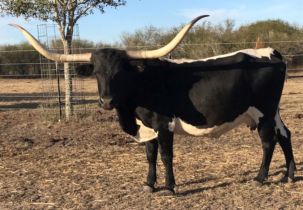 Texas Longhorn brood cow - FR Midnight Star