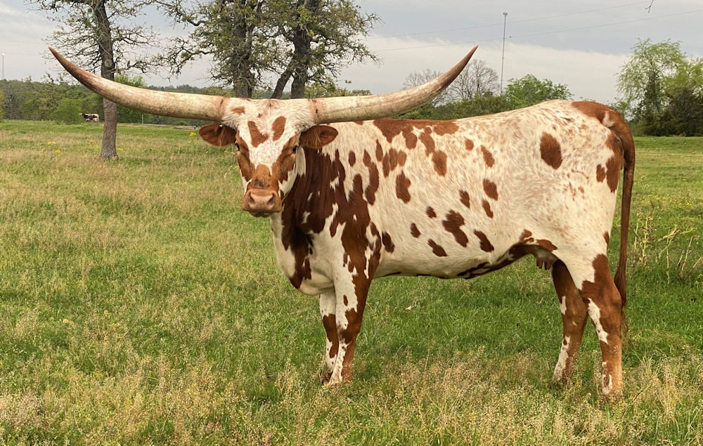 Texas Longhorn heifer - Patriot Star Party Girl