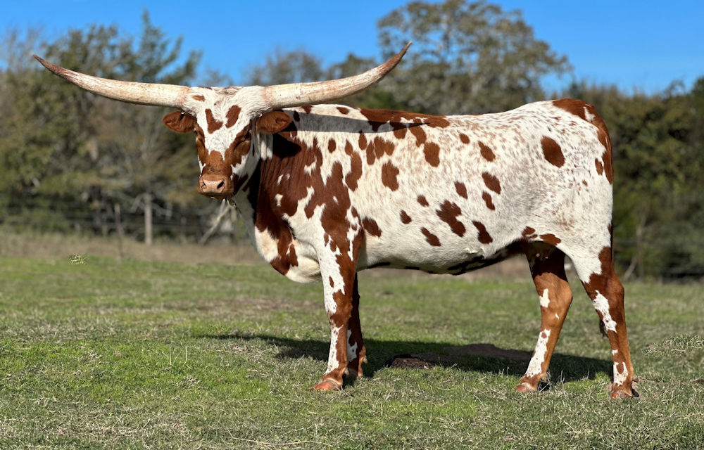 Texas Longhorn heifer - Patriot Star Party Girl