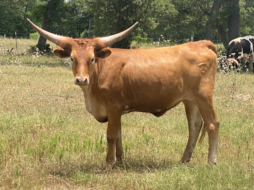 Texas Longhorn heifer - Rio Patriot Star