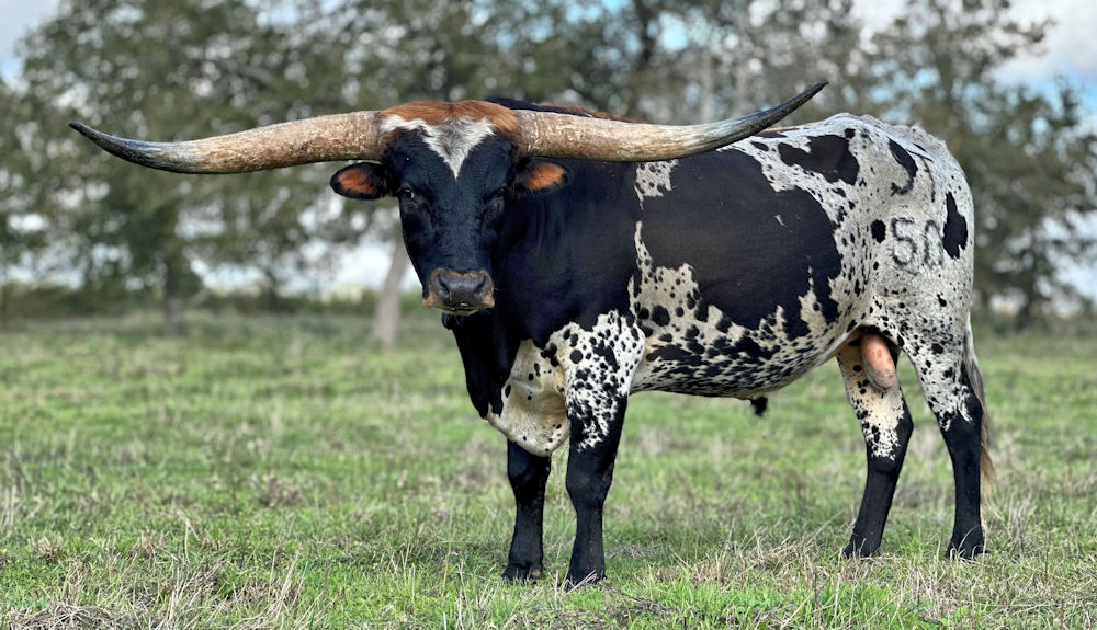 Texas Longhorn Herd Sire Crushin Hearts
