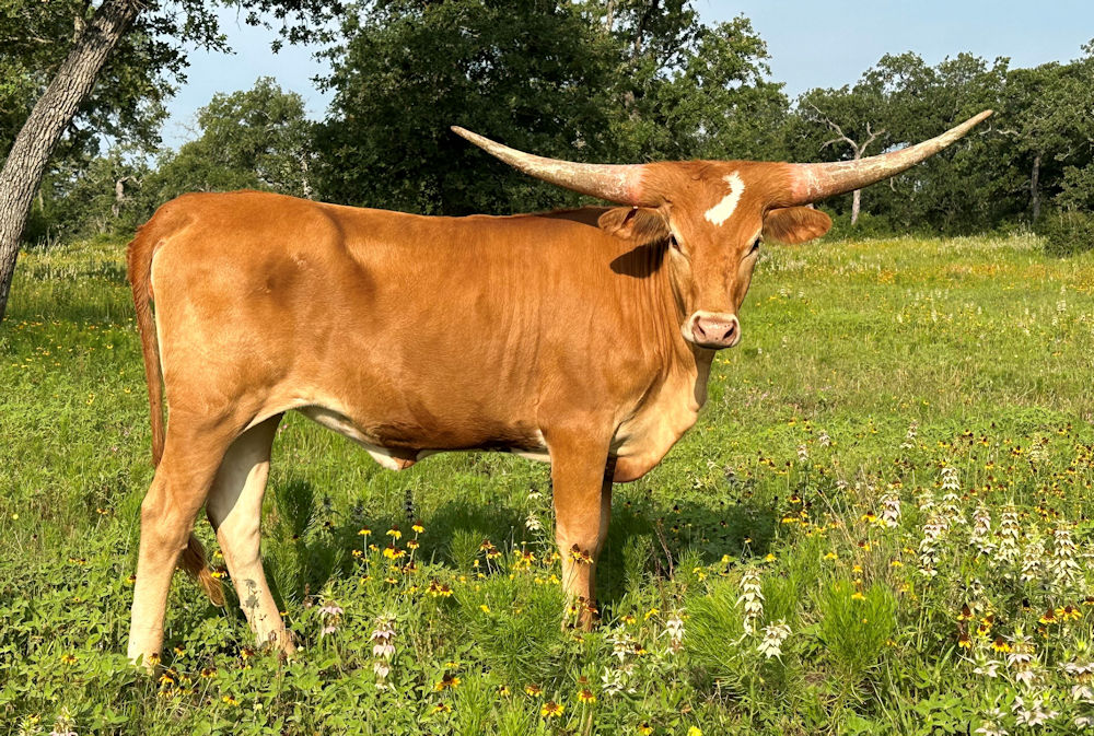 Texas Longhorn heifer calf - Feathers N Stars