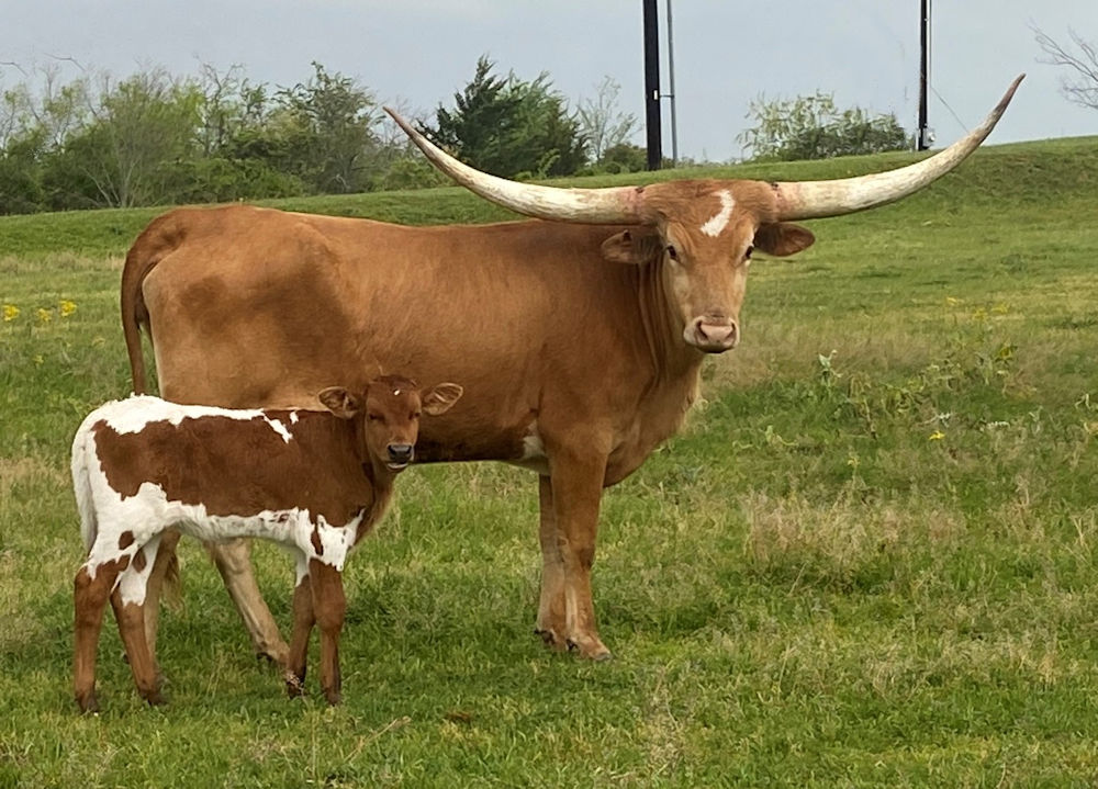 Texas Longhorn heifer - Feathers N Stars