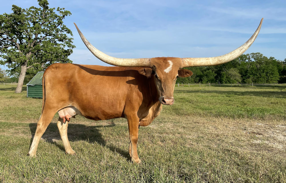 Texas Longhorn Brood Cow-Feathers N'Stars