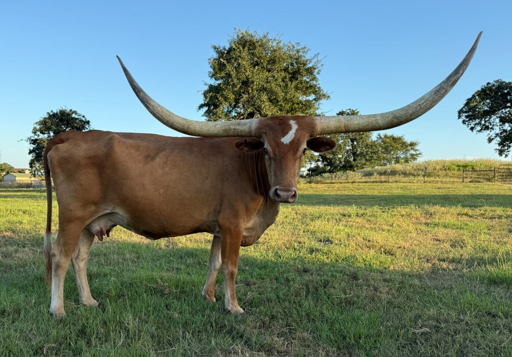 Texas Longhorn Brood Cow-Feathers N'Stars