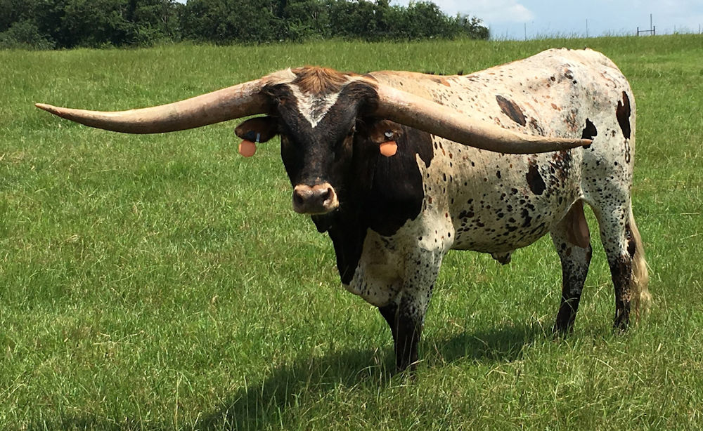 Texas Longhorn herd sire - Heart Breaker