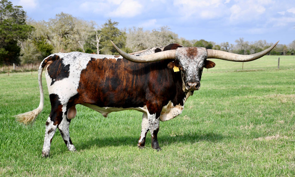 Texas Longhorn herd sire - Icon of RM