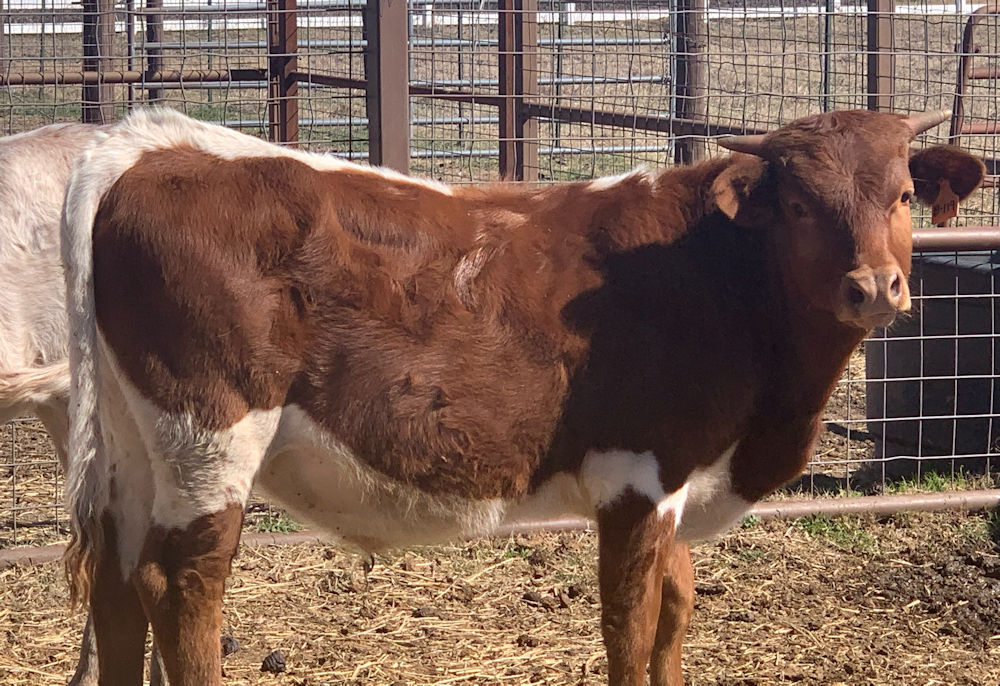 Texas Longhorn trophy steer - Invested