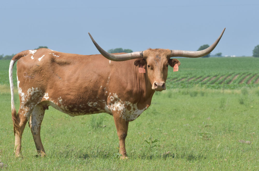Texas Longhorn brood cow - LC Rio Texa 21