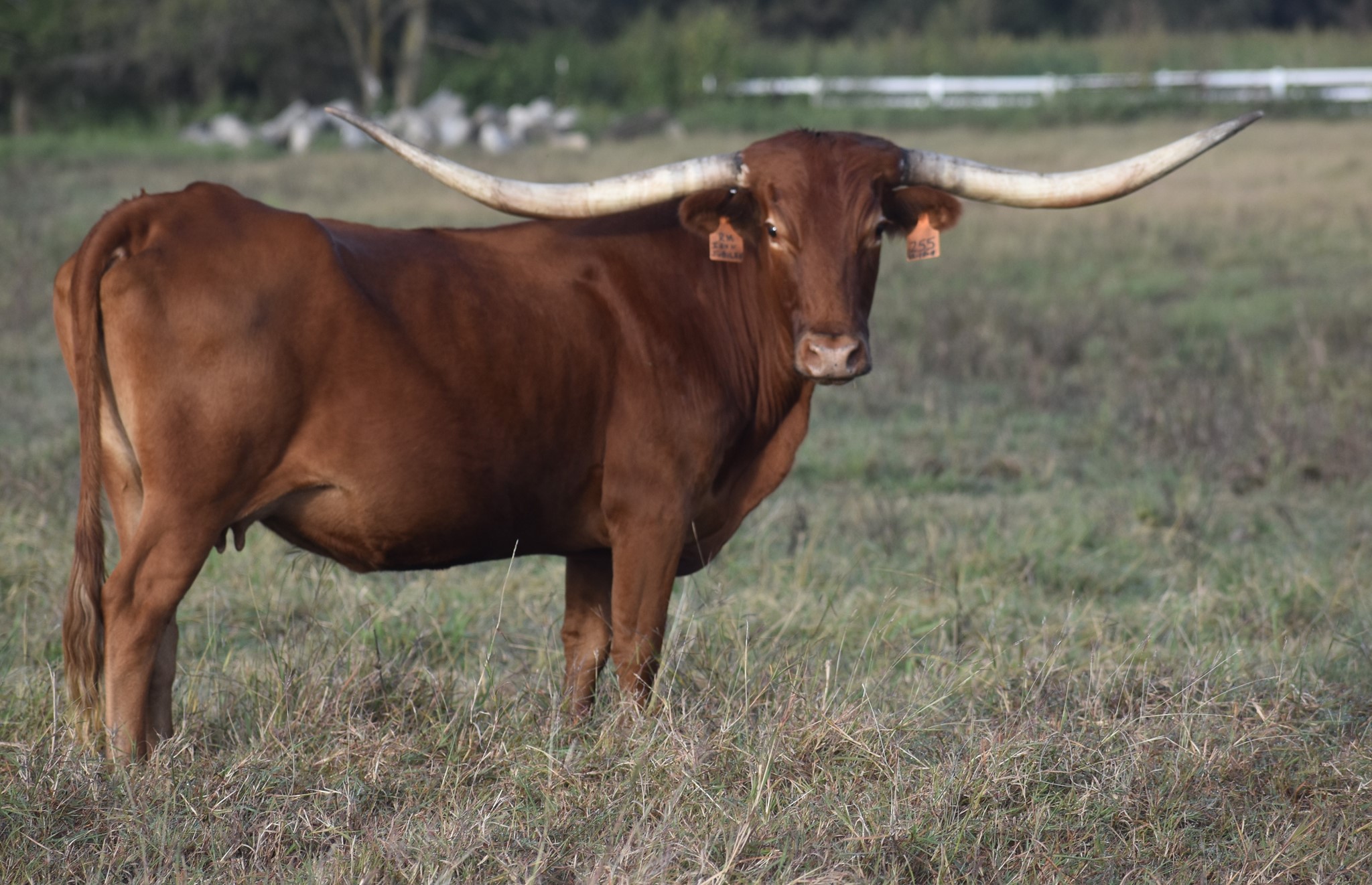 Texas Longhorn brood cow - RM Iron Jubilee