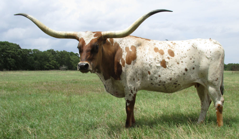 Texas Longhorn Brood cow - Rios Over Fine PC428