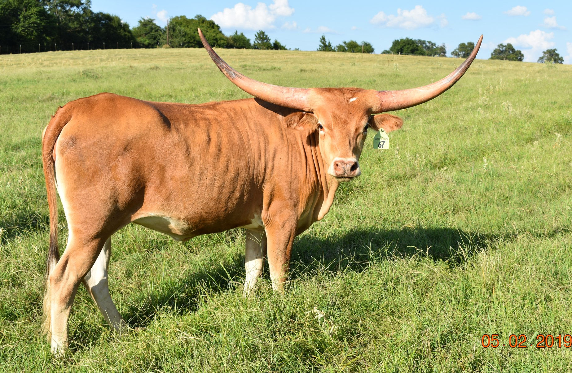 Texas Longhorn Brood Cow - Silver Diva