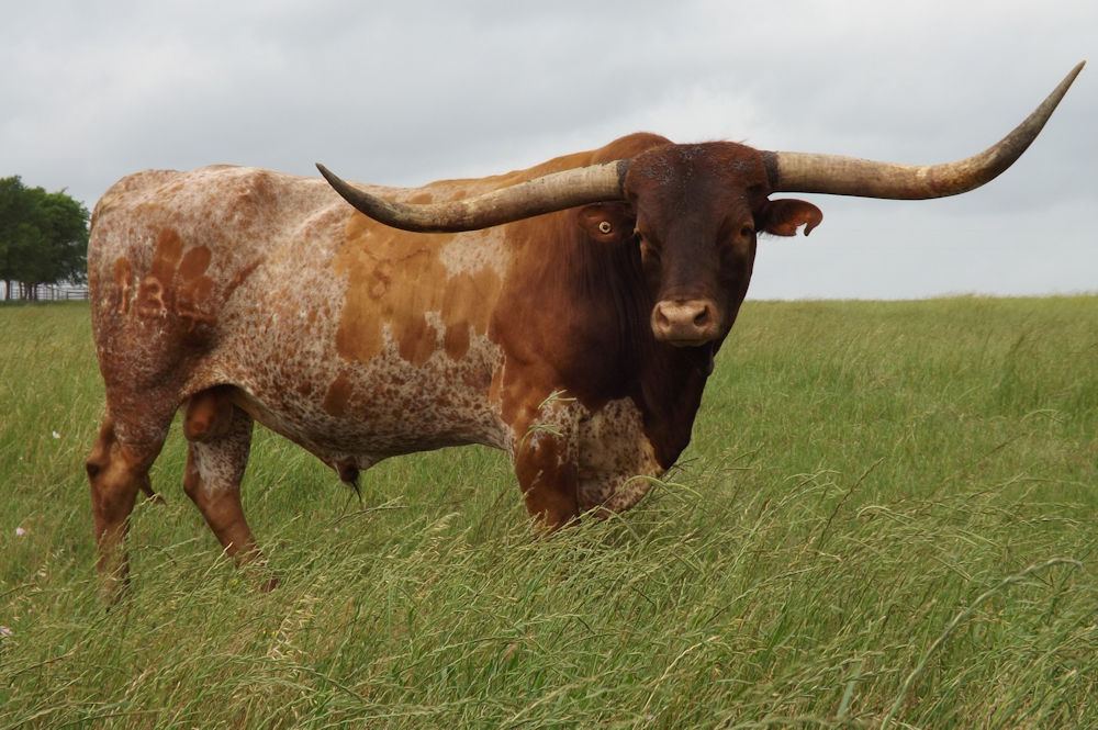 Texas Longhorn herd sire - WS Elevation
