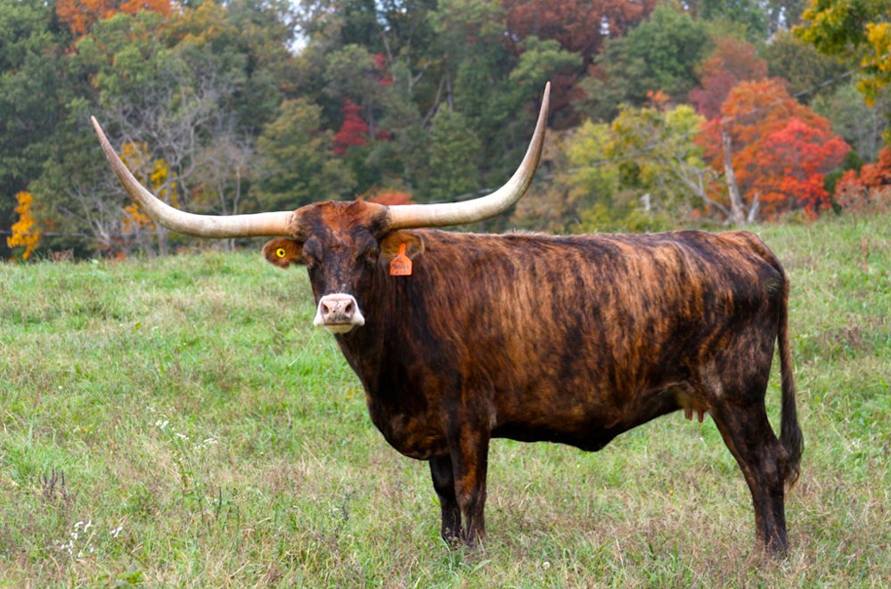 Texas Longhorn brood cow - H L Maiden Lady
