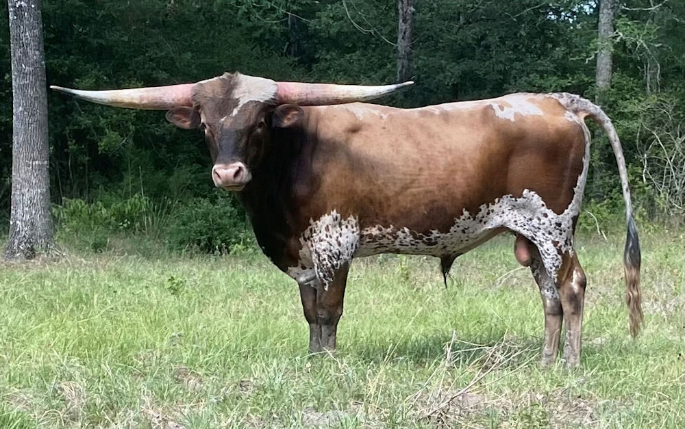 Texas Longhorn herd sire - RMR Safari Mike
