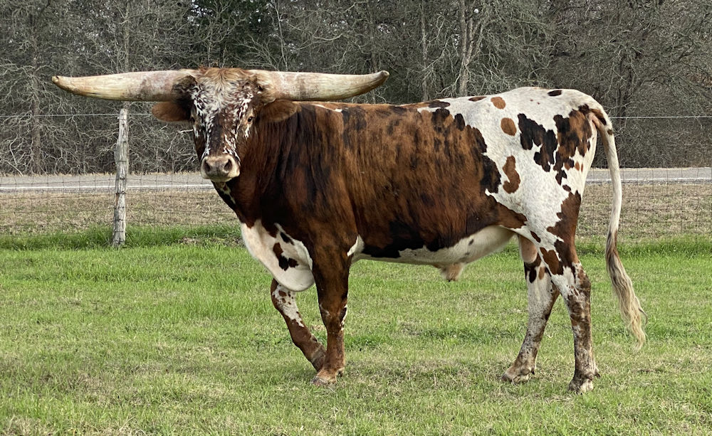 Texas Longhorn Herd Sire - RMR Wire Man