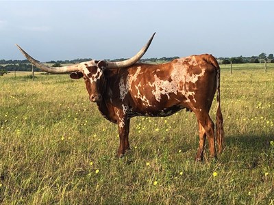 Texas Longhorn cow - RR Calico Rose