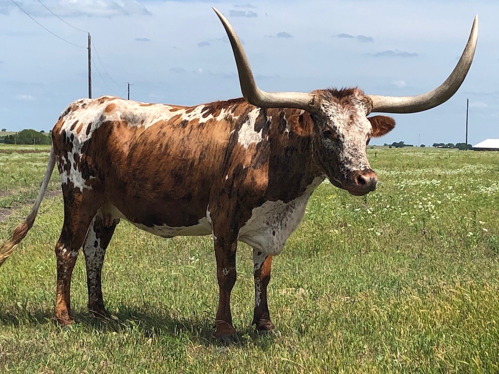 Texas Longhorn brood cow - Wiregrass Kaila