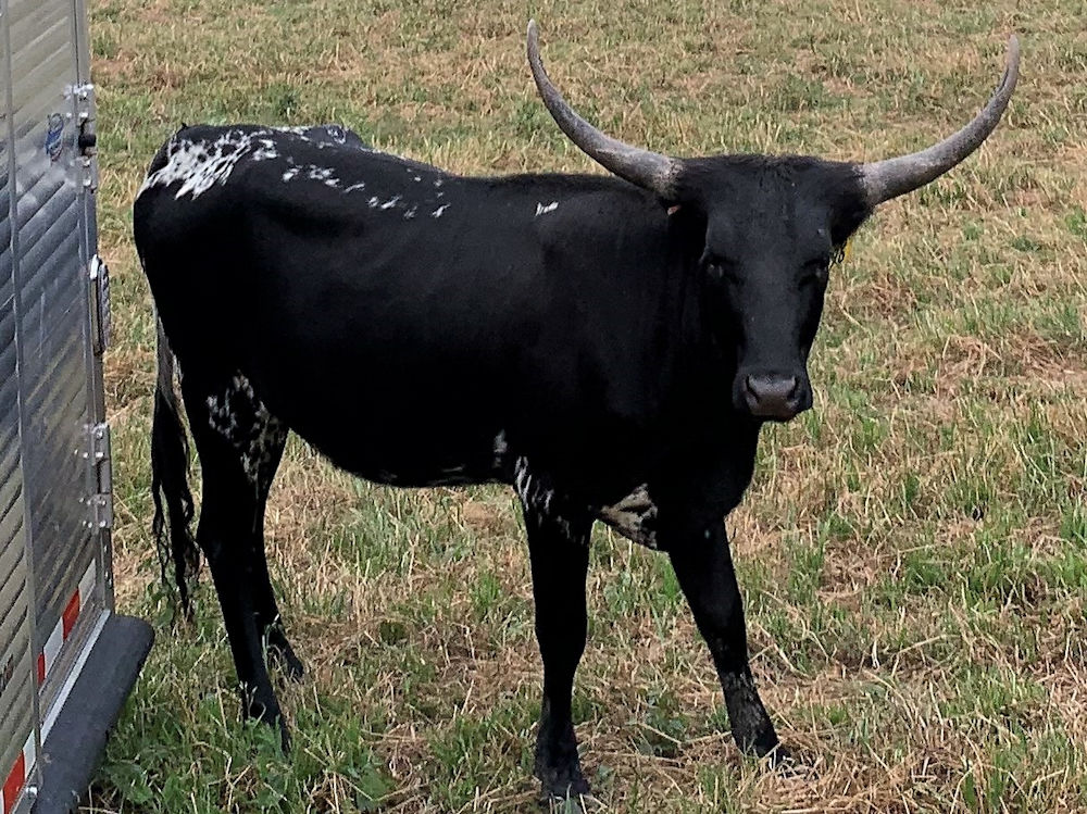 Texas Longhorn brood cow - 6H Madison