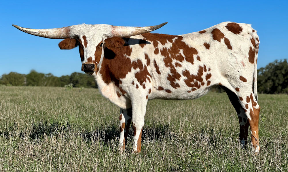 Texas Longhorn heifer - Dash to the Stars